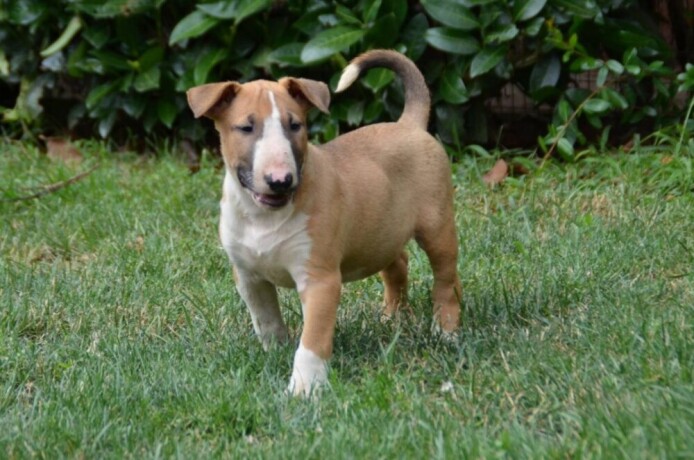 bullterrier-stenci-big-4