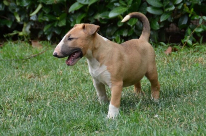 bullterrier-stenci-big-2