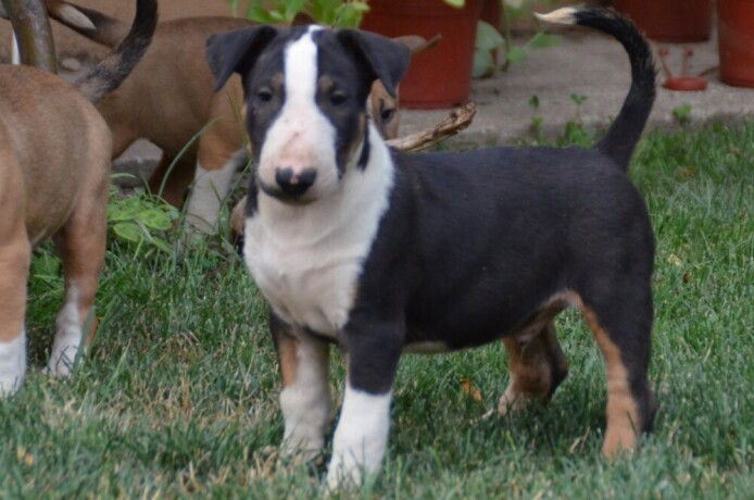 bullterrier-stenci-big-3