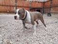 pit-bull-stenci-na-prodaju-small-0