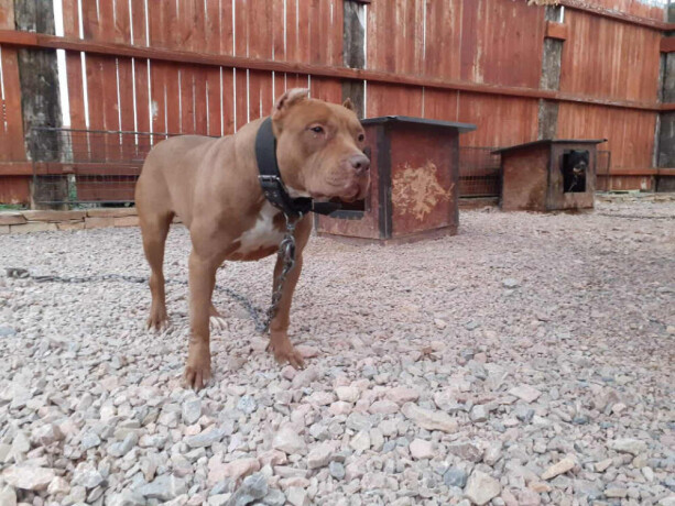 pit-bull-stenci-na-prodaju-big-1