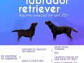 u-ponudi-stenci-labrador-retrivera-small-0