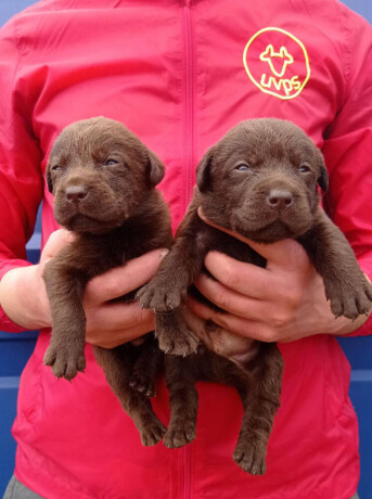 u-ponudi-stenci-labrador-retrivera-big-3