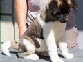 americka-akita-stene-small-1