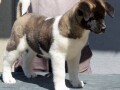 americka-akita-stene-small-0