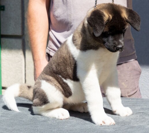 americka-akita-stene-big-1