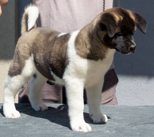 americka-akita-stene-big-0