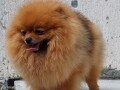 pomeranac-boo-medvedic-small-2