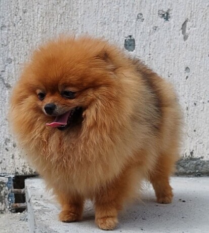 pomeranac-boo-medvedic-big-2