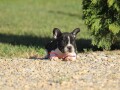 francuski-buldog-small-1