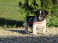 francuski-buldog-small-2