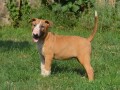 bullterrier-stenci-small-1