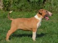 bullterrier-stenci-small-3