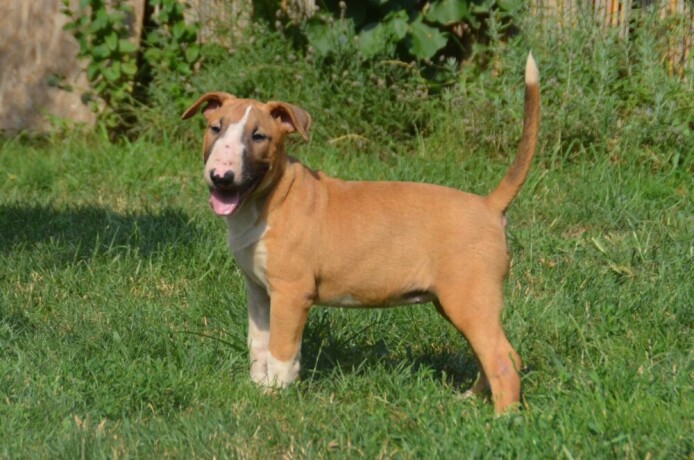 bullterrier-stenci-big-1