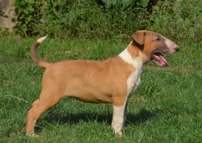 bullterrier-stenci-big-3