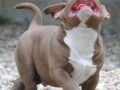 american-bully-pocket-micro-small-3