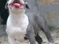 american-bully-pocket-micro-small-2