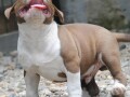 american-bully-pocket-micro-small-4