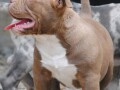 american-bully-pocket-micro-small-1