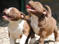 american-bully-pocket-micro-small-0