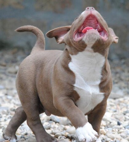 american-bully-pocket-micro-big-3