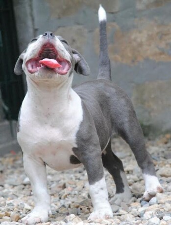 american-bully-pocket-micro-big-2