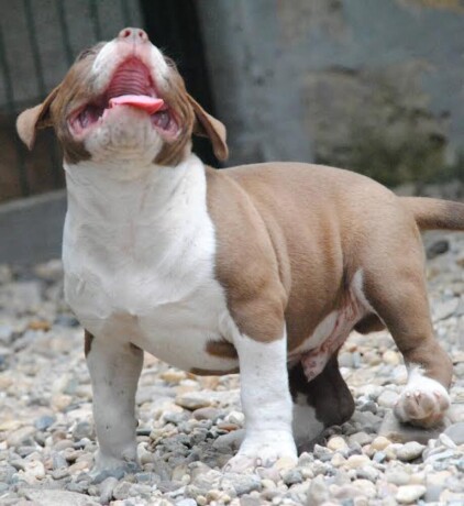 american-bully-pocket-micro-big-4