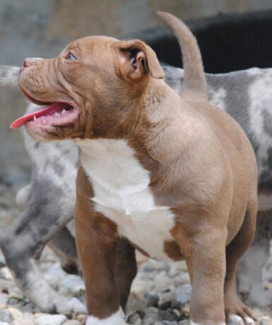 american-bully-pocket-micro-big-1