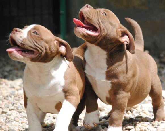 american-bully-pocket-micro-big-0