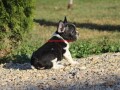 francuski-buldog-small-1