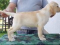 stenci-labrador-retrivera-small-1