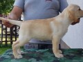 stenci-labrador-retrivera-small-3