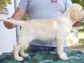 stenci-labrador-retrivera-small-4