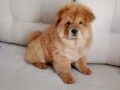 chow-chow-small-0