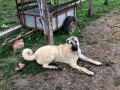 turski-kangal-stenci-small-4