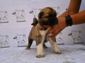 turski-kangal-stenci-small-0