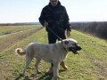 turski-kangal-stenci-small-3