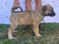 turski-kangal-stenci-small-2