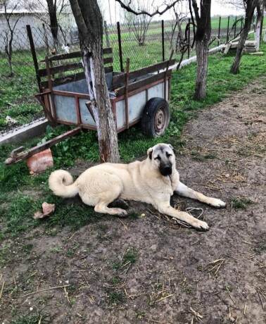 turski-kangal-stenci-big-4