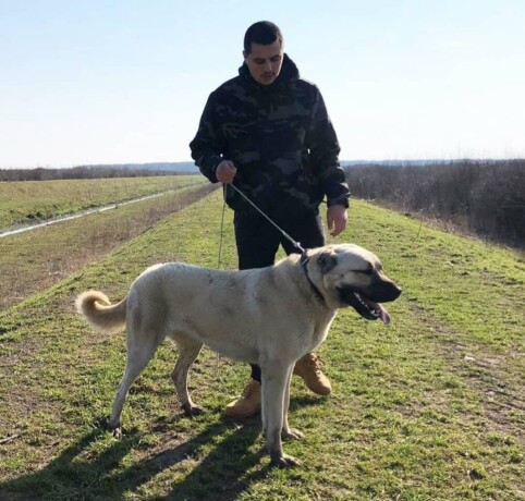 turski-kangal-stenci-big-3