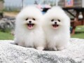 pomerani-stenad-na-prodaju-small-0