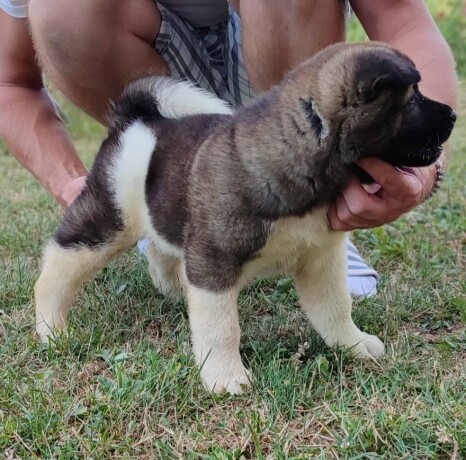 americka-akita-big-3