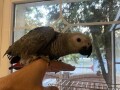 zako-papagaj-small-1