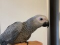 zako-papagaj-small-0