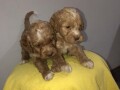 pudla-labradoodle-small-4