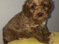 pudla-labradoodle-small-0