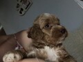 pudla-labradoodle-small-1