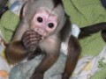 bebe-majmuni-kapucini-na-prodaju-small-1