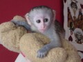 bebe-majmuni-kapucini-na-prodaju-small-0