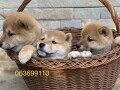 shiba-inu-stenci-small-2